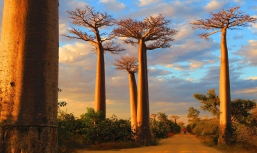 Madagaskar aleja baobabów