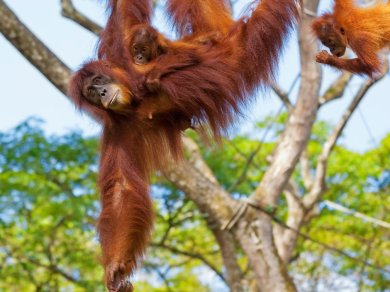 obserwacja orangutanów BORNEO