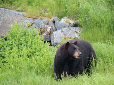 Park Narodowy Denali Alaska zwiedzanie