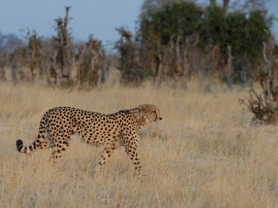 safari w parku Narodowym Chobe