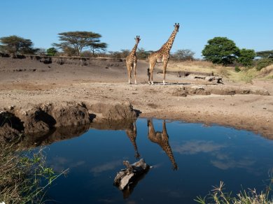 safari w Afryce