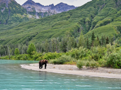 NIEDŹWIEDZIE NAD BROOK FALLS/LAKE CLARK