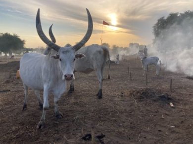 plemię Mundari Sudan Południowy