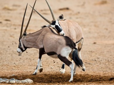 Sossusvlei - wycieczka do Namibii