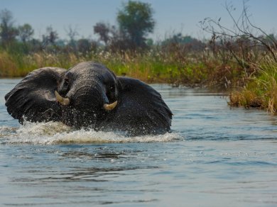 DELTA OKAVANGO - Botswana wycieczka