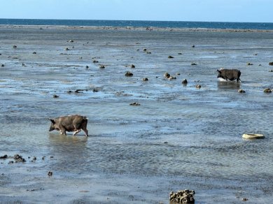 Tongatapu wyciecka - świnie gustujące w owocach morza i szukające przysmaków w płytkiej wodzie oceanicznej