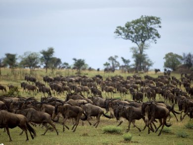safari w Serengeti