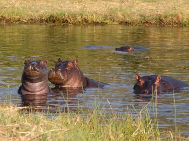 DELTA OKAVANGO - Botswana wycieczka