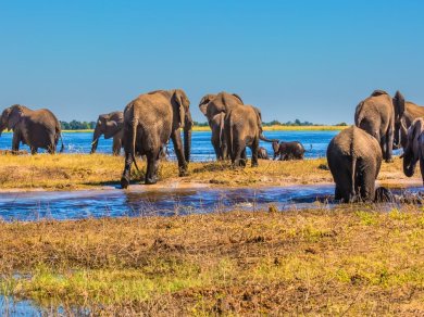 DELTA OKAVANGO - Botswana wycieczka