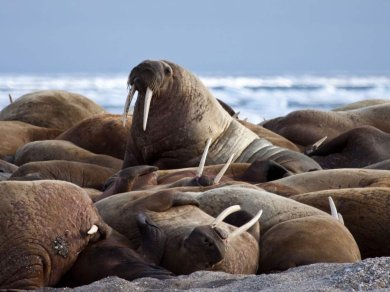 zwierzęta Spitsbergenu