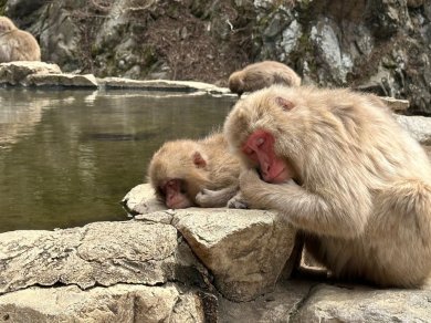 małpy śnieżne zażywające kąpieli w gorących źródłach