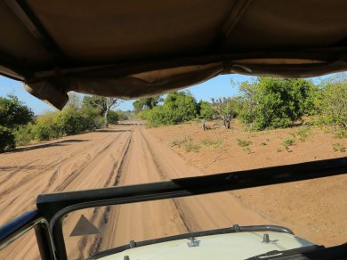 safari w parku Narodowym Chobe