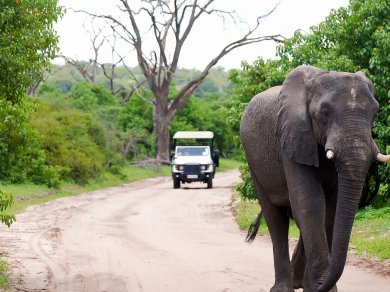 safari w parku Narodowym Chobe