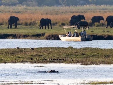 safari w parku Narodowym Chobe