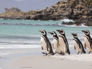 pingwiny Magellana - wyprawa na Falklandy