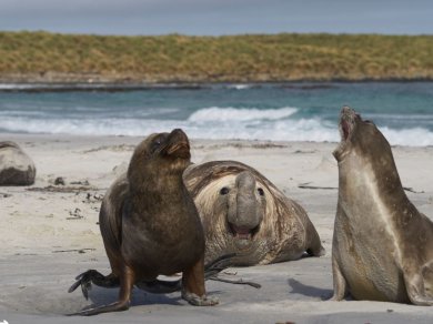 Falklandy - wyprawa Prestige Tours