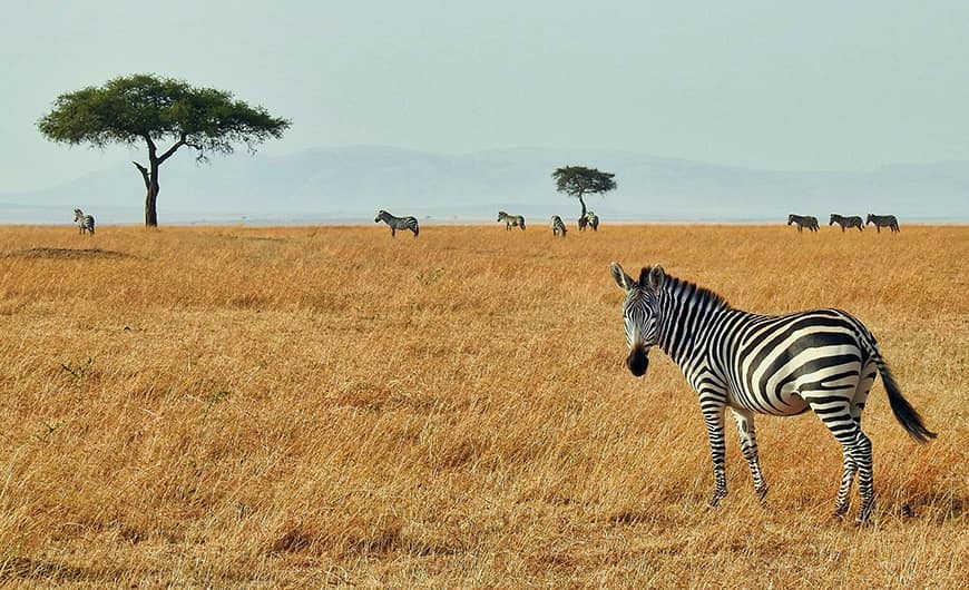 Majestatyczne zebry razem wśród traw Masai Mara. (Zdjęcie: Ron Dauphin on Unsplash)